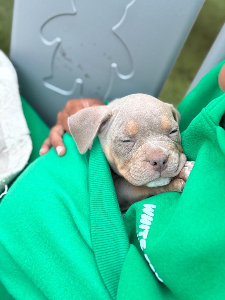 LAST FEMALE MERLE POCKET BULLY AVAILABLE‼️‼️
