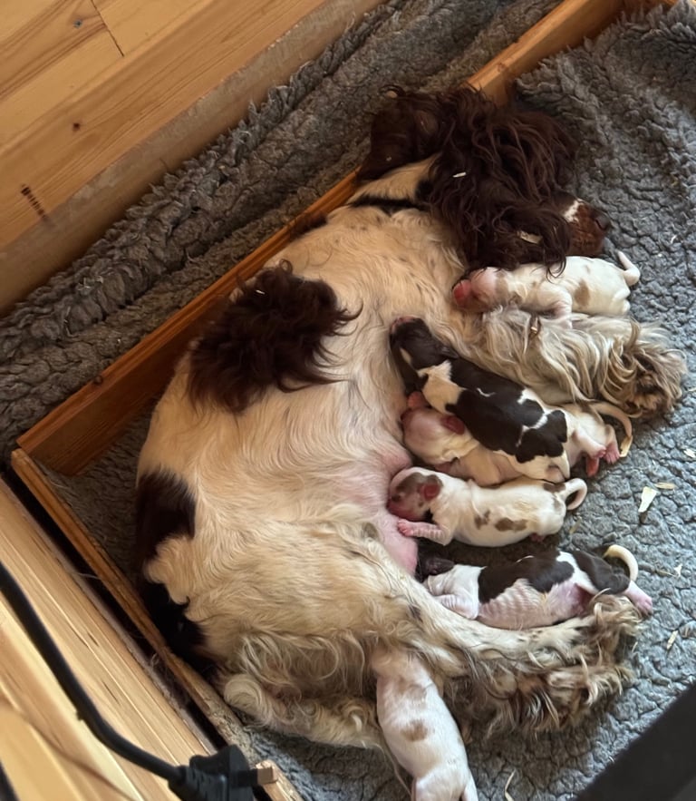 Beautiful KC Registered Show-Type Cocker Spaniel Puppies 🐶 