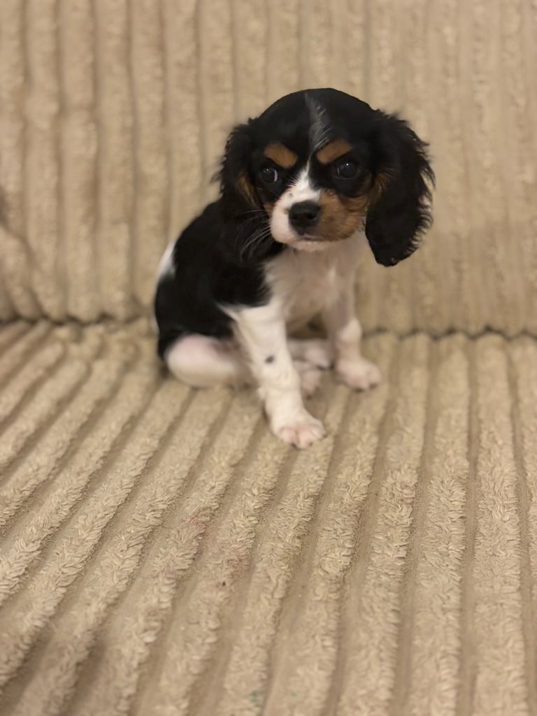 Cavalier King Charles 