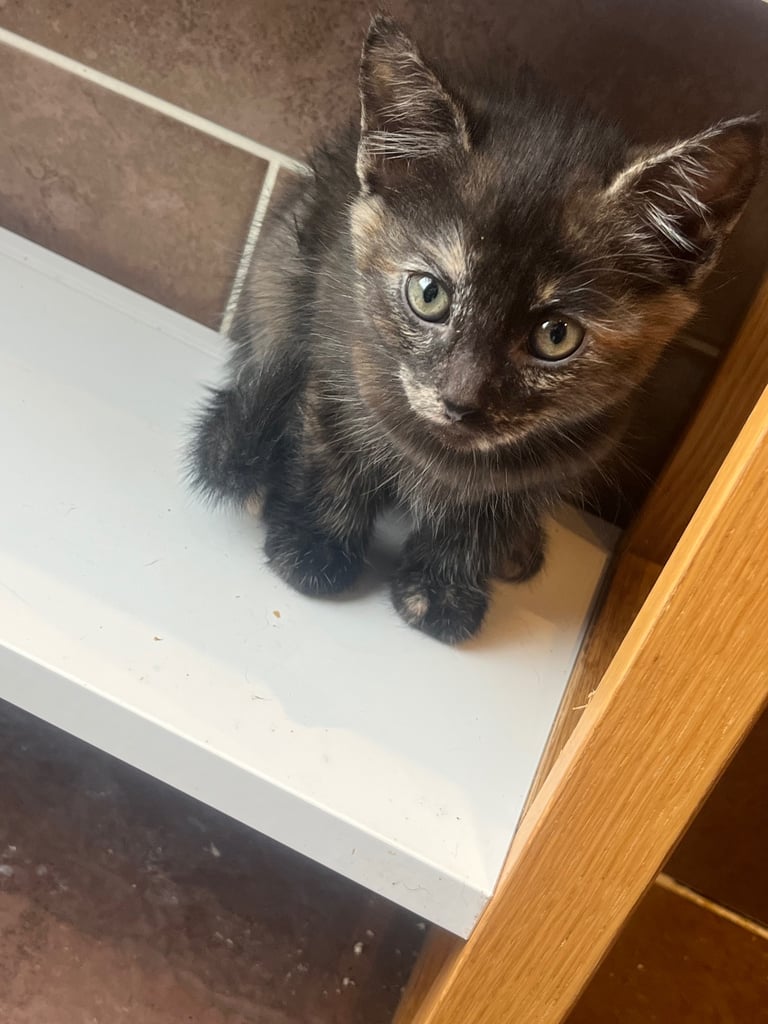 11 week old kittens 