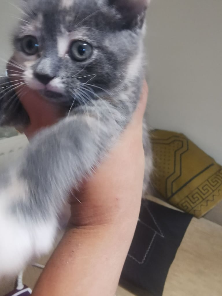 Beautiful blue Russian cross short haired kitten 
