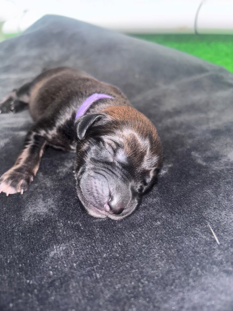 Saluki Bull Greyhound Puppies