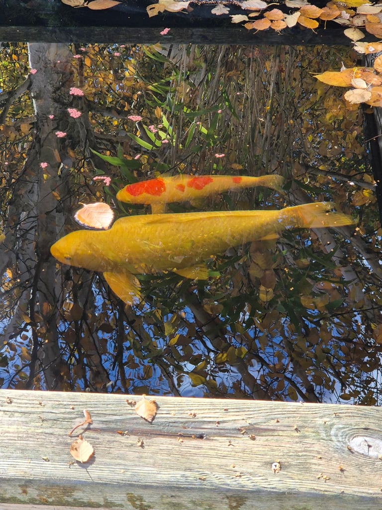 Large koi carp