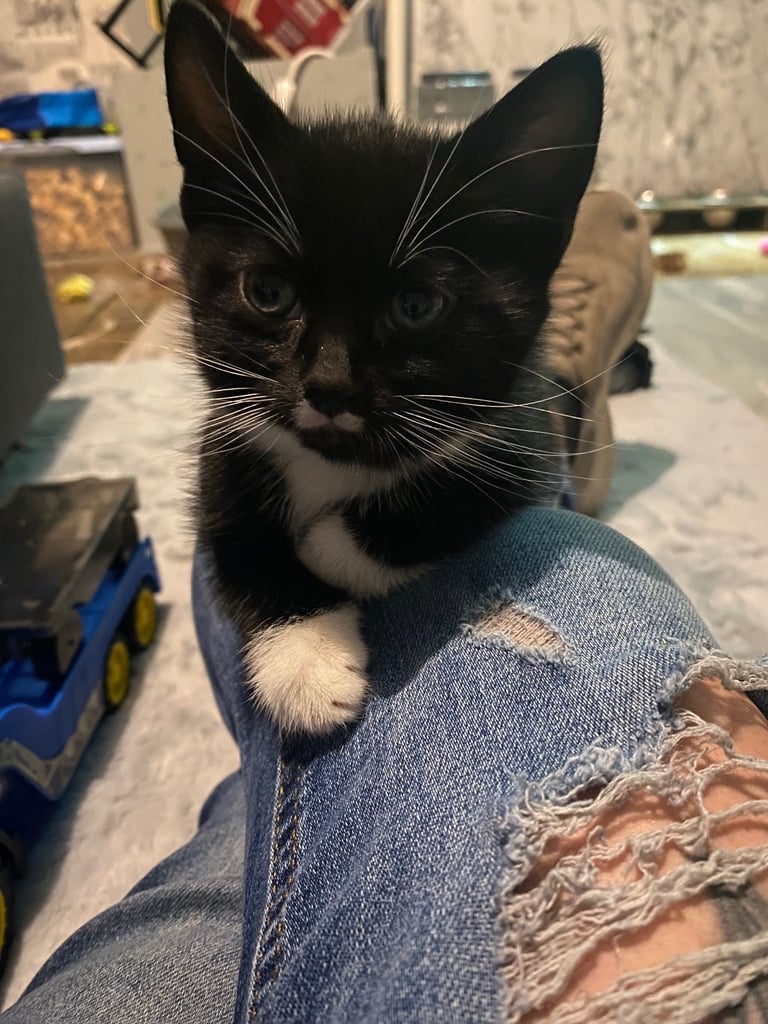  kittens ready now 
