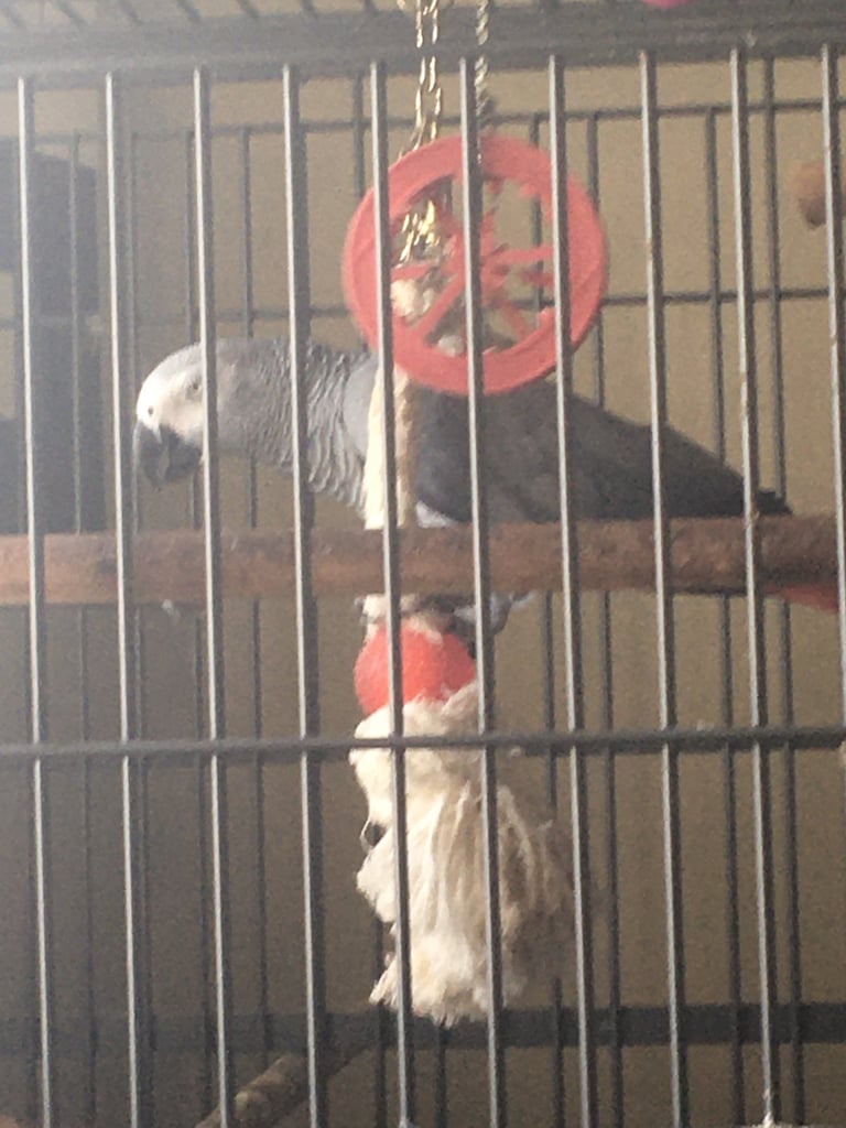 Two year old African grey intelligent funny very talkative