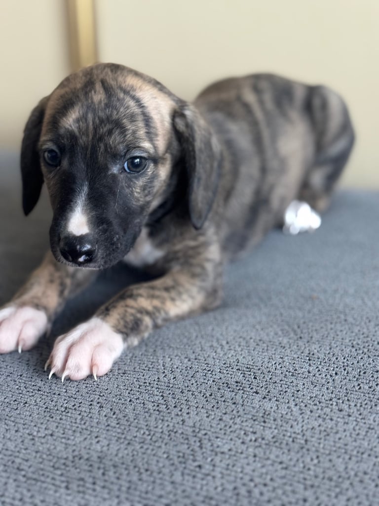 Stunning whippets 