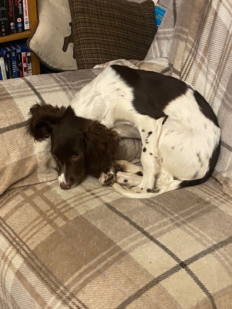 Beautiful girl looking for her forever family 