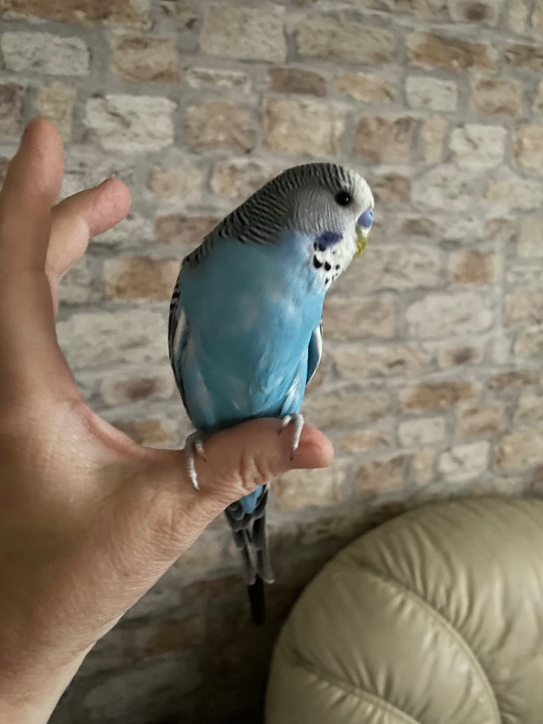 Baby male hand tamed budgie 