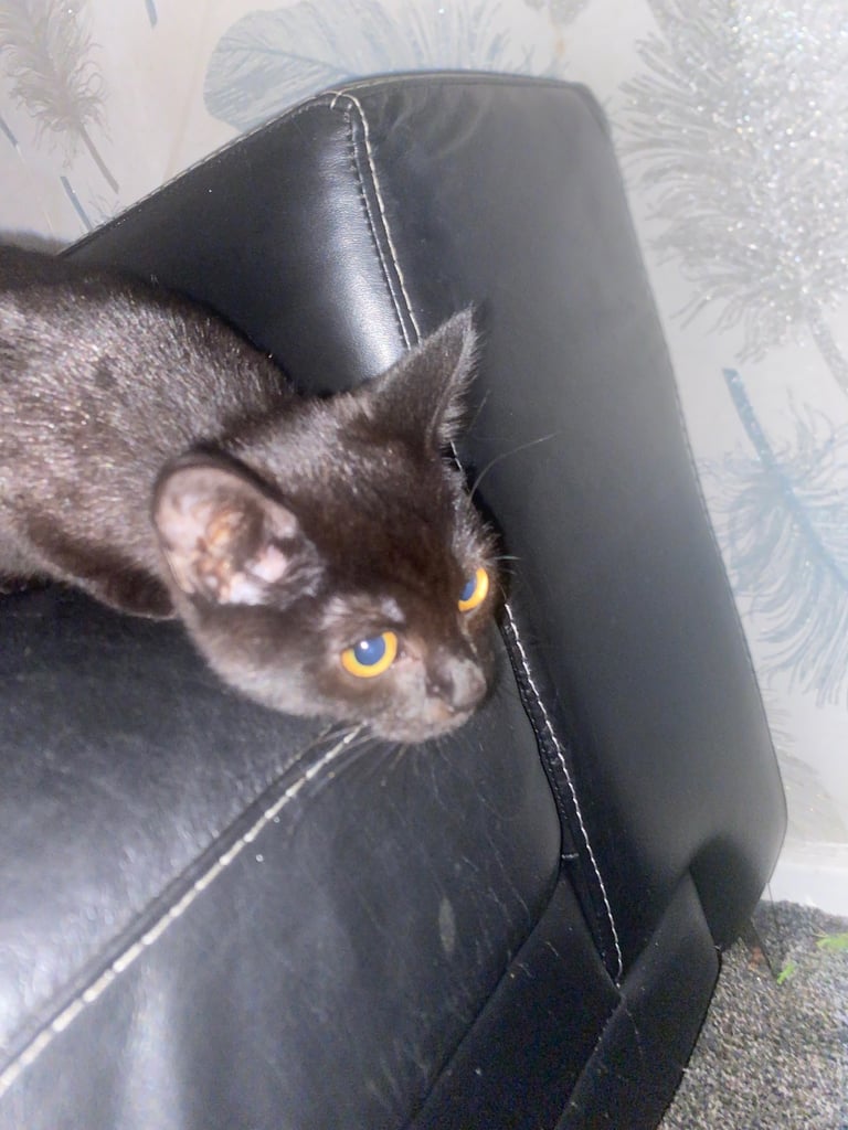 Black kitten
