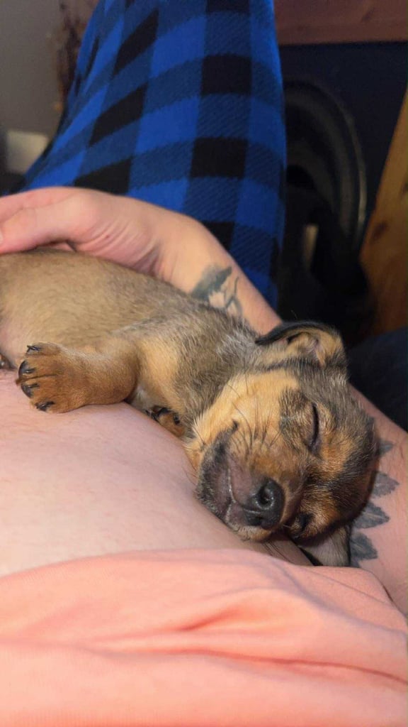 Miniature jack Russell 