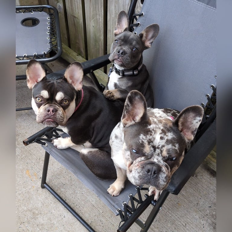 French bulldog puppy