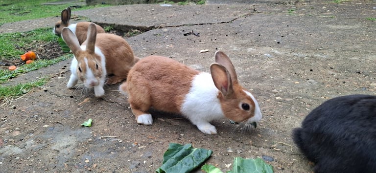 BEAUTIFUL RABBITS ARE SALE-Each £25