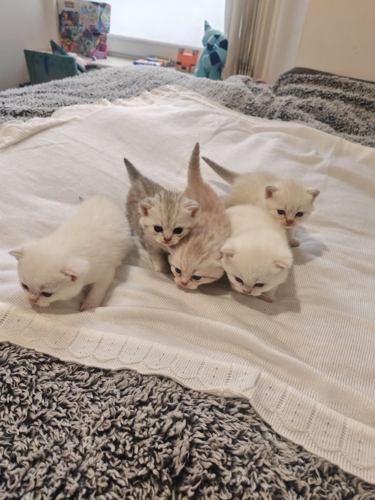 British Shorthair cute kittens 