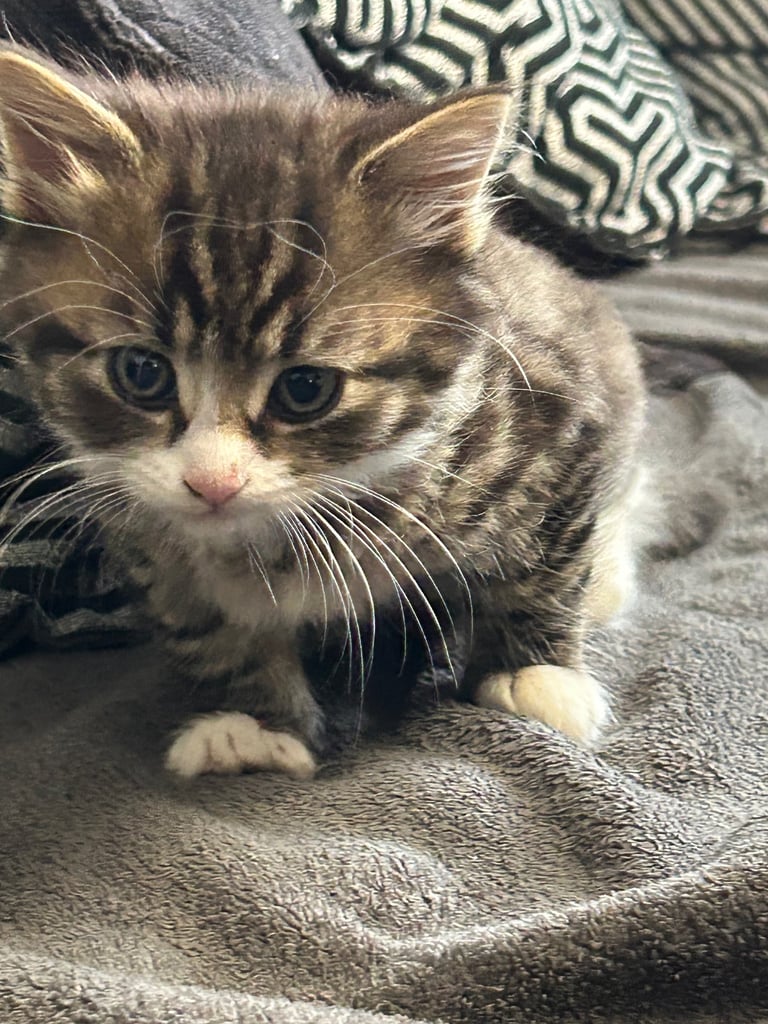  🐾 4 Beautiful Kittens for Sale – 8 Weeks Old 🐾