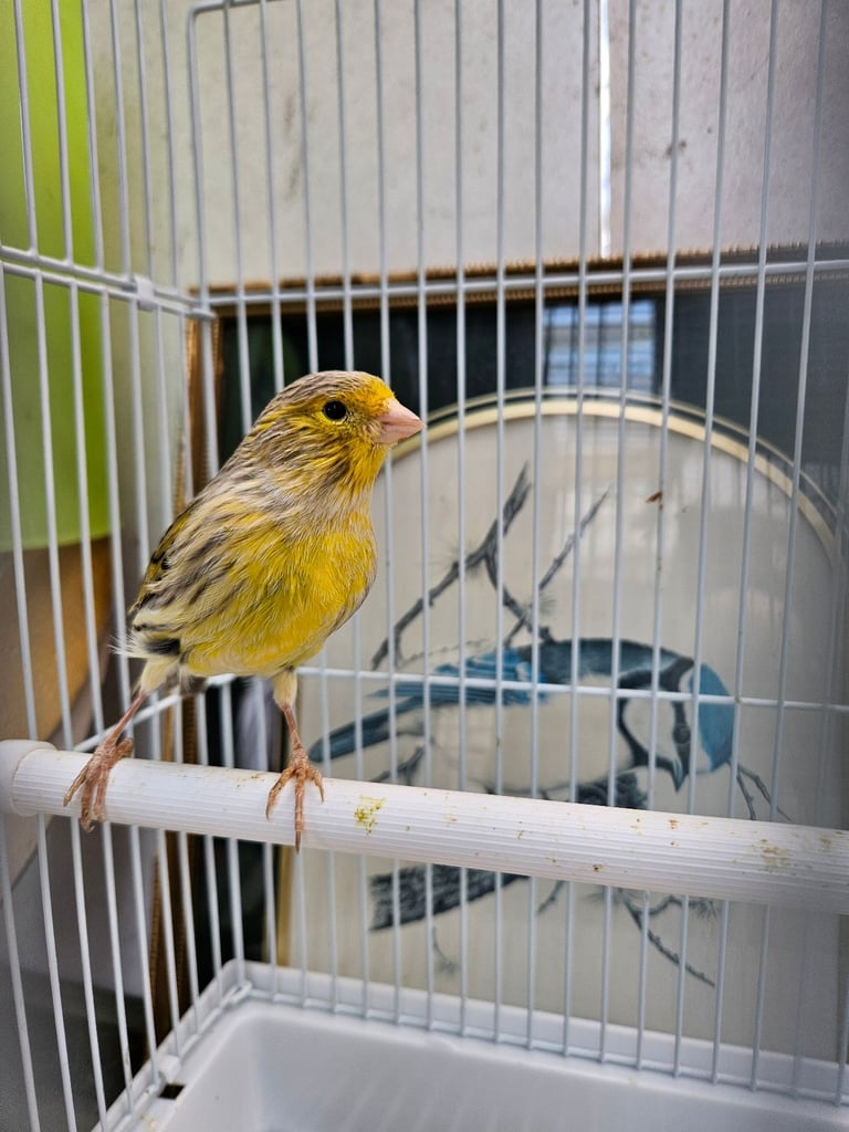 Canary 