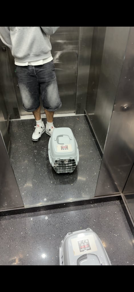 Cat for sale food toys carrier cat tree included 