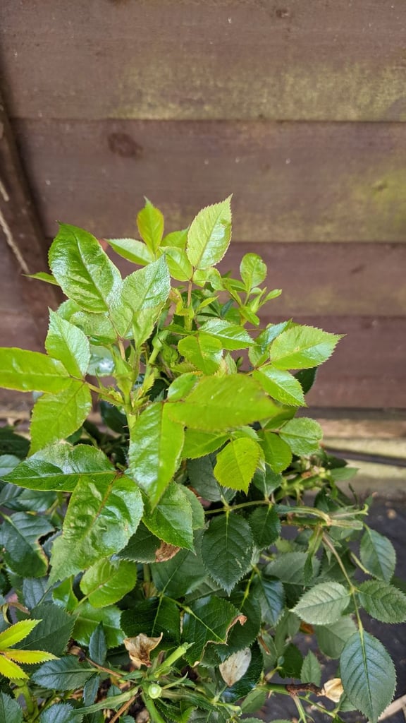 Last Rose Tree 💐