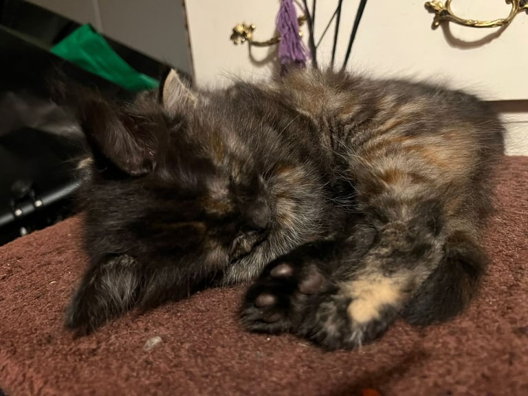 Lovely Tortoiseshell kittens ready to go