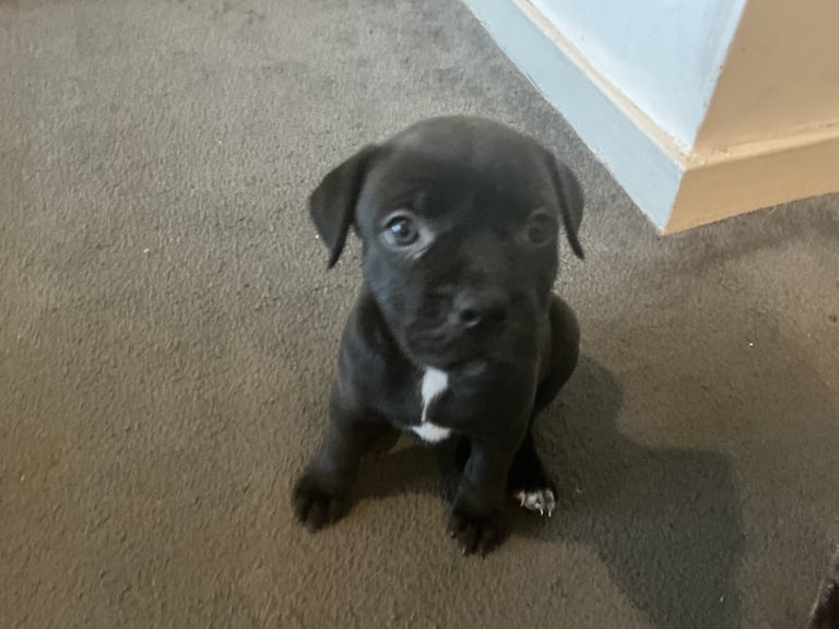 Staff x BullMastiff 4 Left 