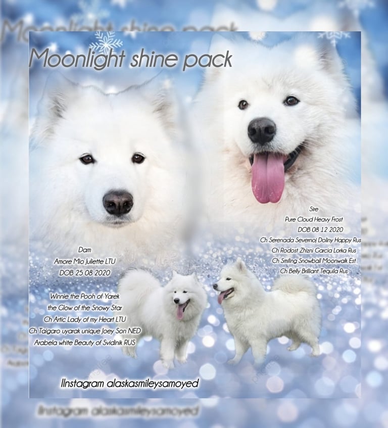 Pure white pedigree Samoyed puppies