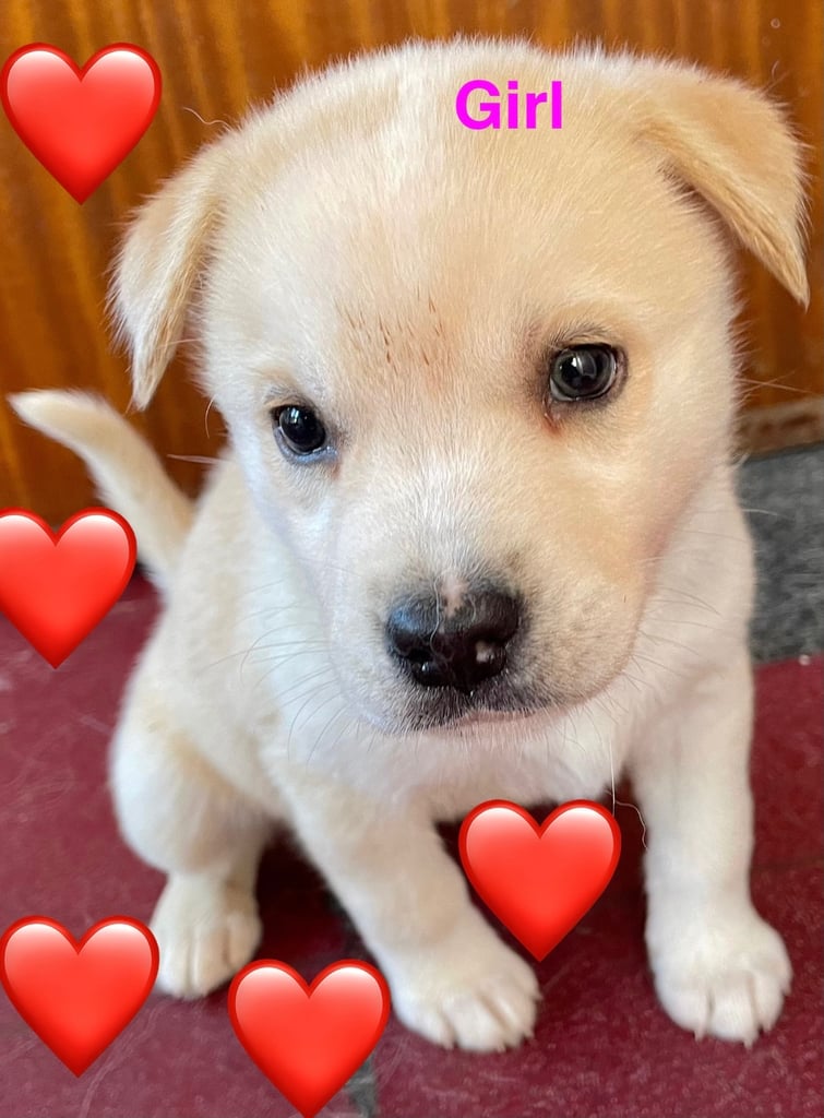 Husky puppy for sale (girl)