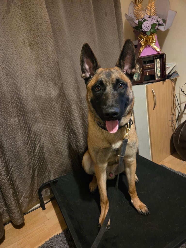 image for Belgian malinois