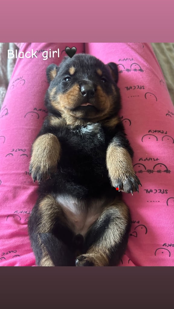 Beautiful Rottweiler pups