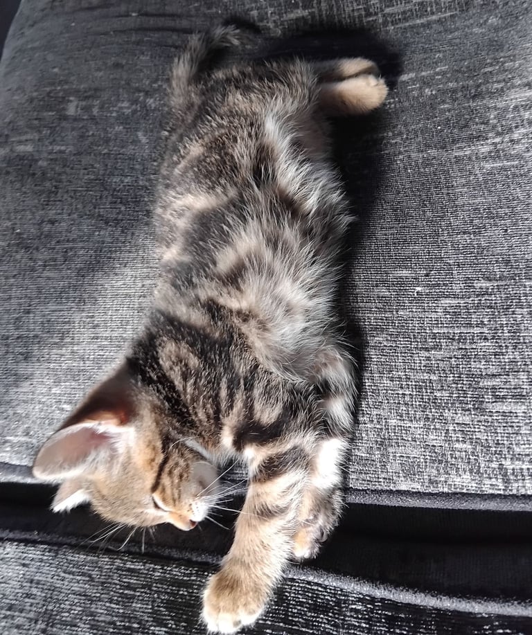 Kitten for sale