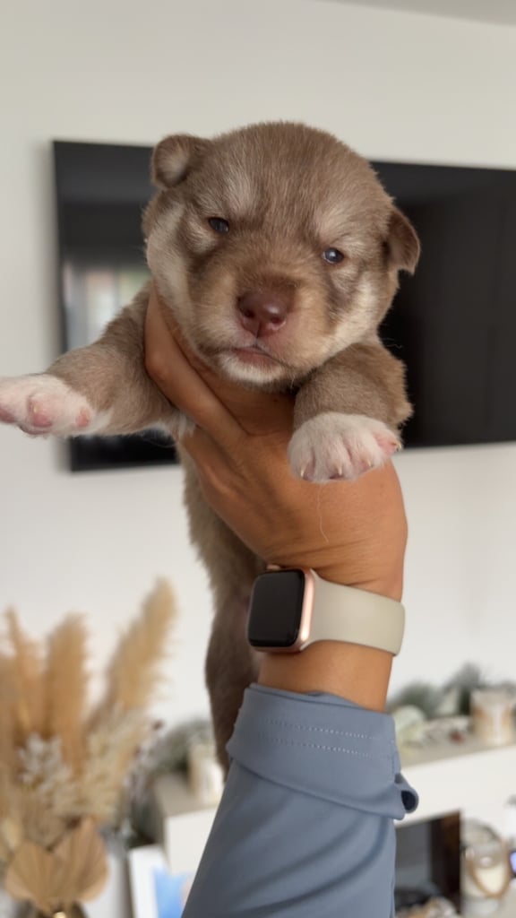 Pedigree Siberian Husky Puppies For Sale