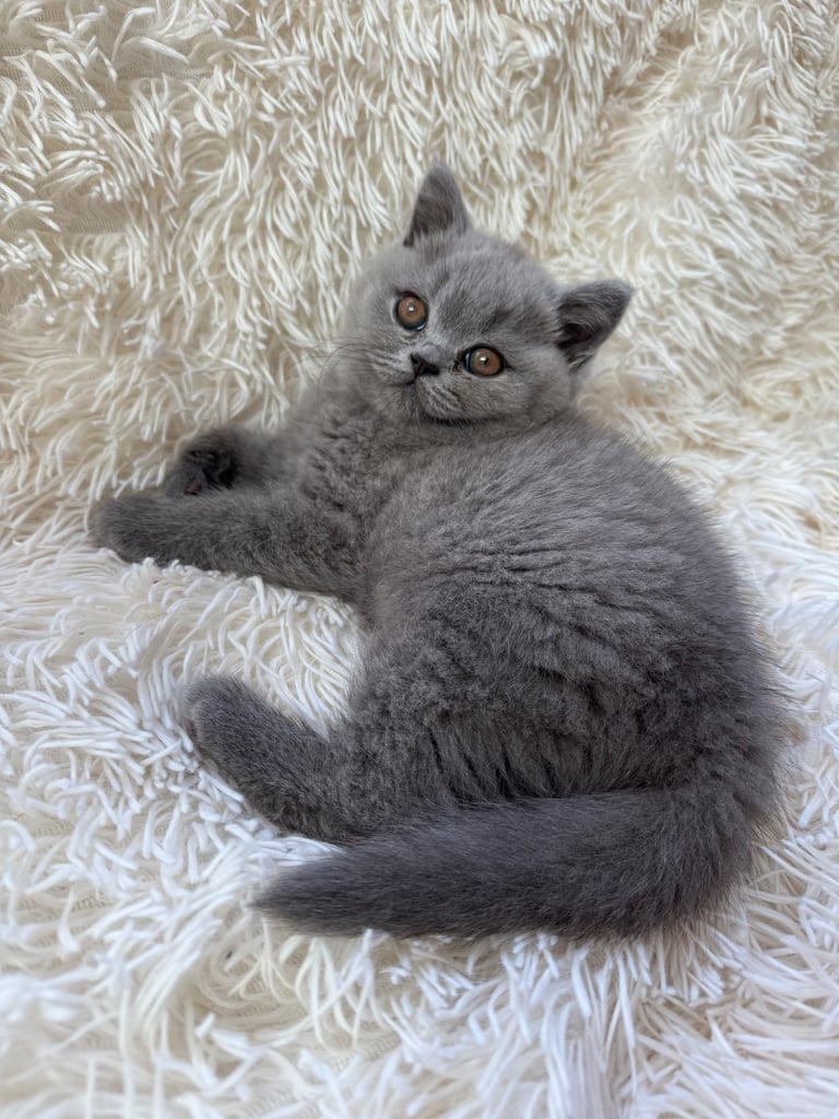 British Blue Shorthair kittens available 