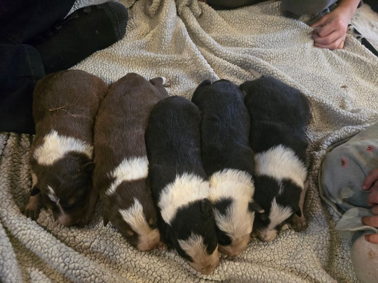 Border collie pups - black and white boy left