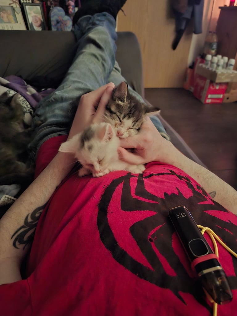 image for White kitten for sale