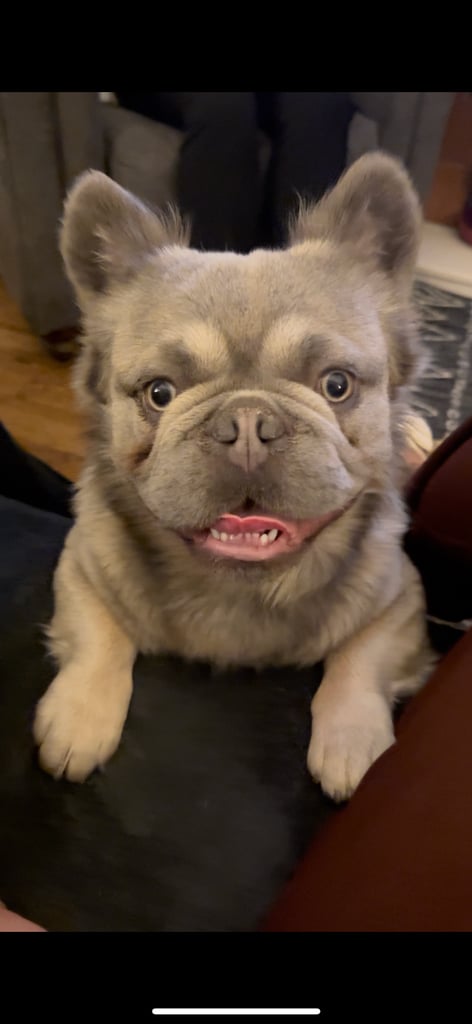 Fluffy/fluffy carrier French bulldogs 