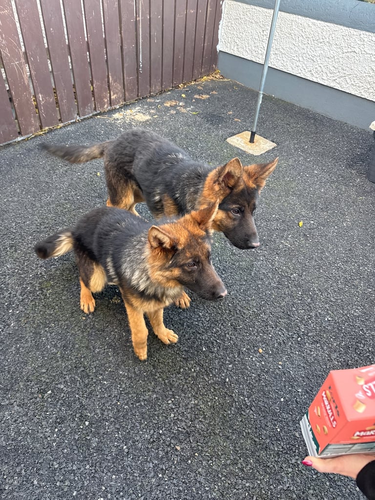 2 Pedigree German shepherds 