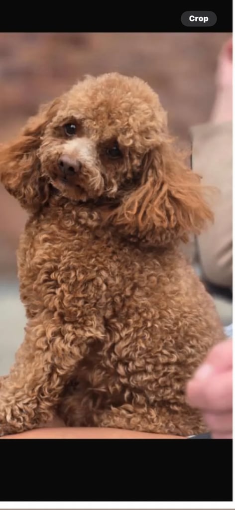 Phantom toy poodle 