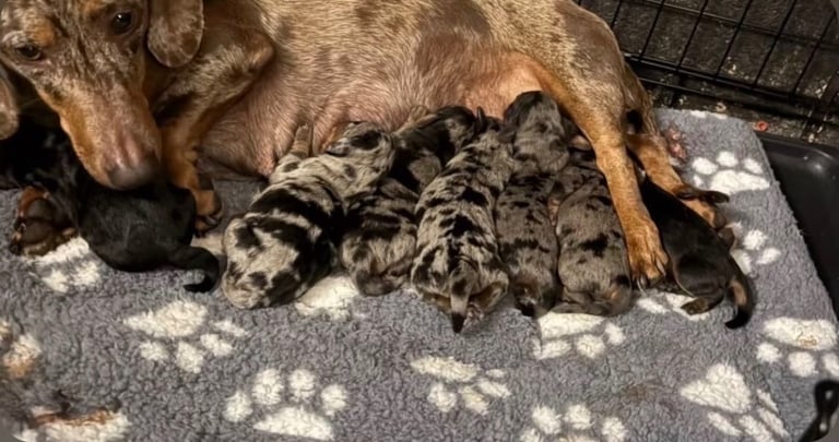 DAPPLE LONG HAIRED DACHSHUND BOY PUPPIES 