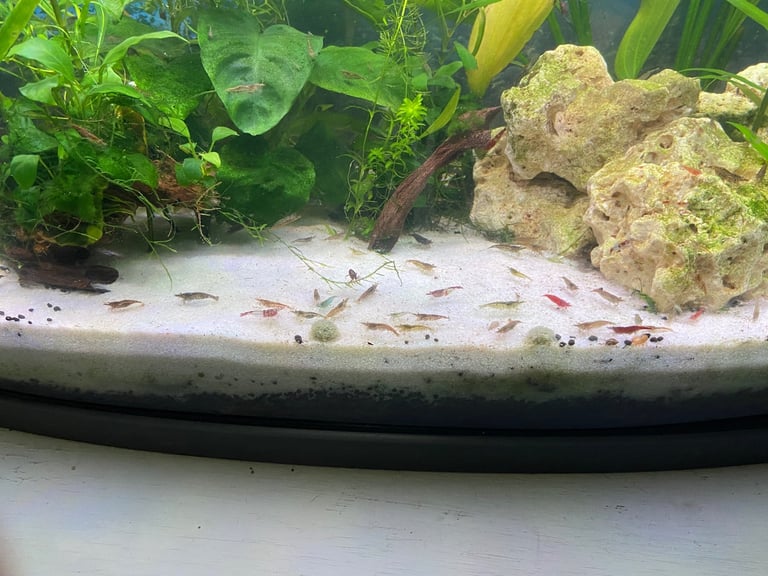 Neocaridina shrimps 