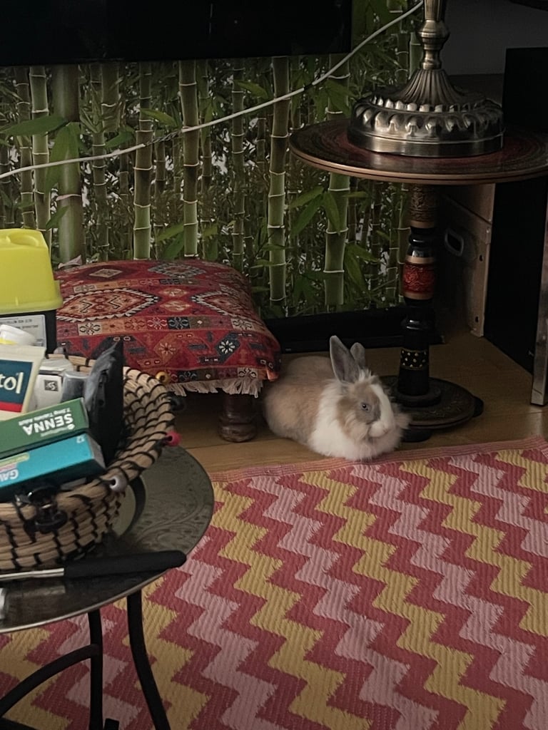 Selling Beautiful Blue eyed baby bunnies in pairs! Manchester based