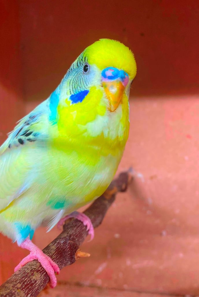 image for Baby budgies for sale from £45