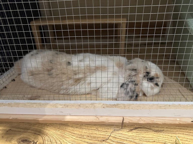 Mini lop rabbit 