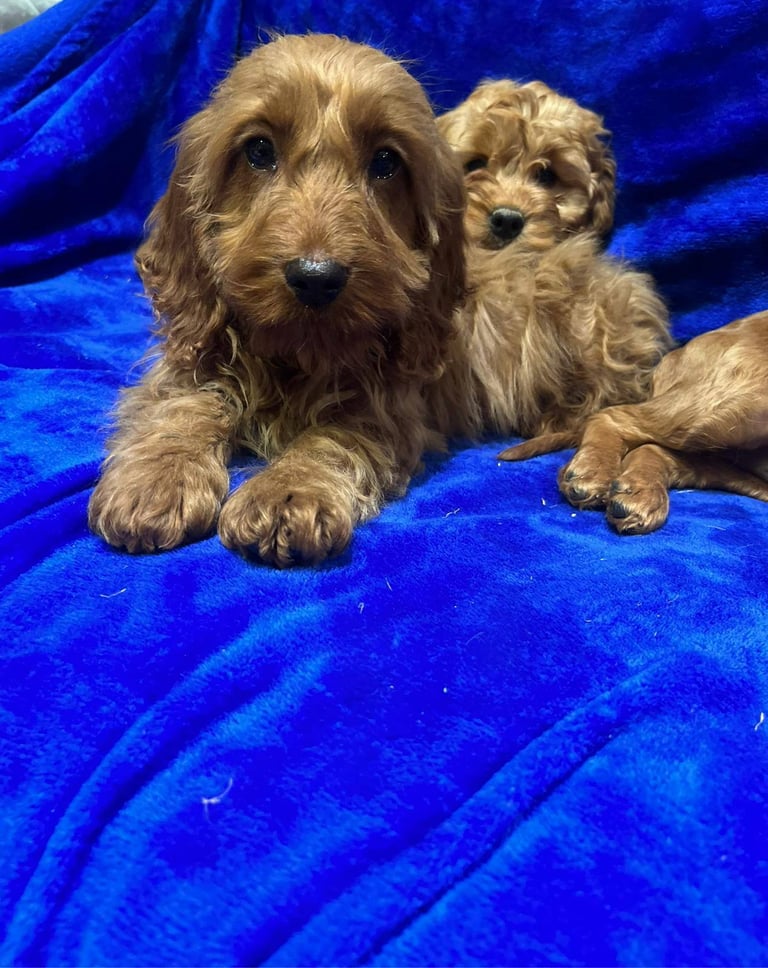 Cockapoo puppy's 