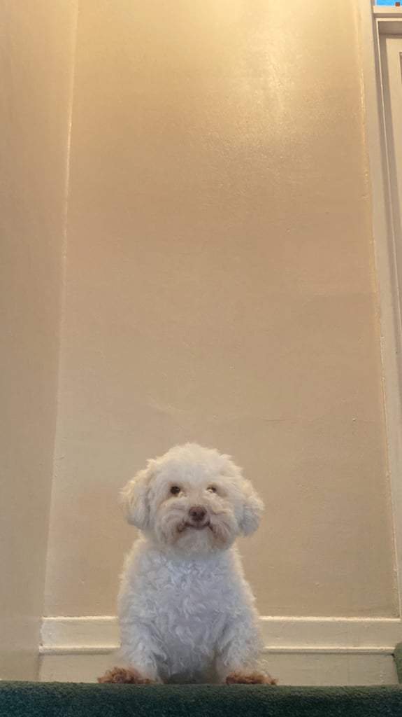 image for Rehoming My Dog – Loving, Adult-Only Home Needed