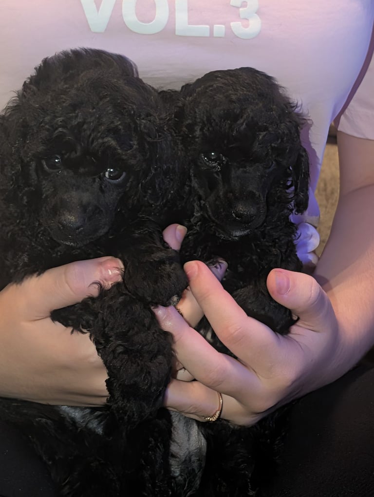 Toy poodle 