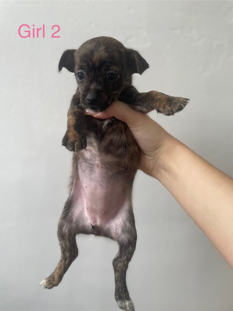 Beautiful Jack-Tzu puppies in Derby