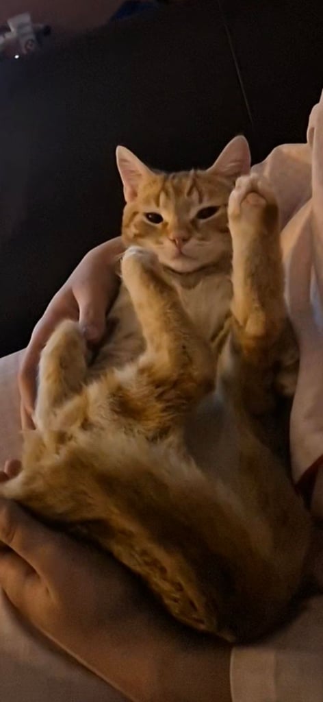 image for Female ginger tabby cat 