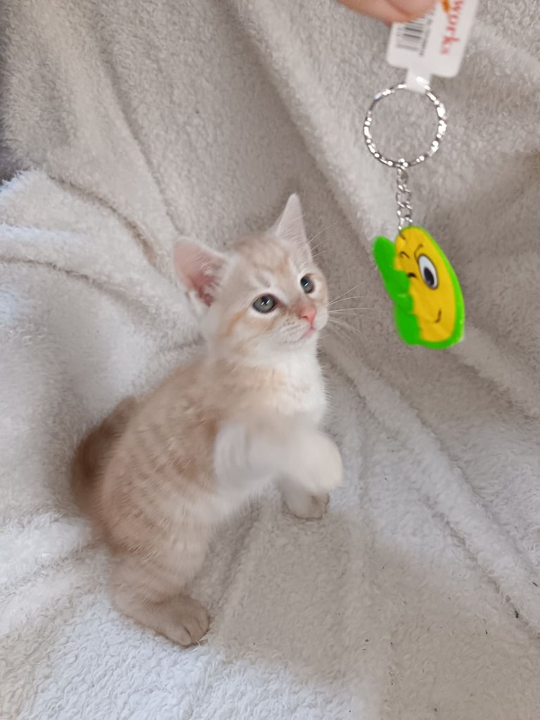 4 cuddly tabby and ginger kittens 