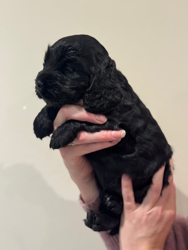 Beautiful black cocker spaniel puppies 