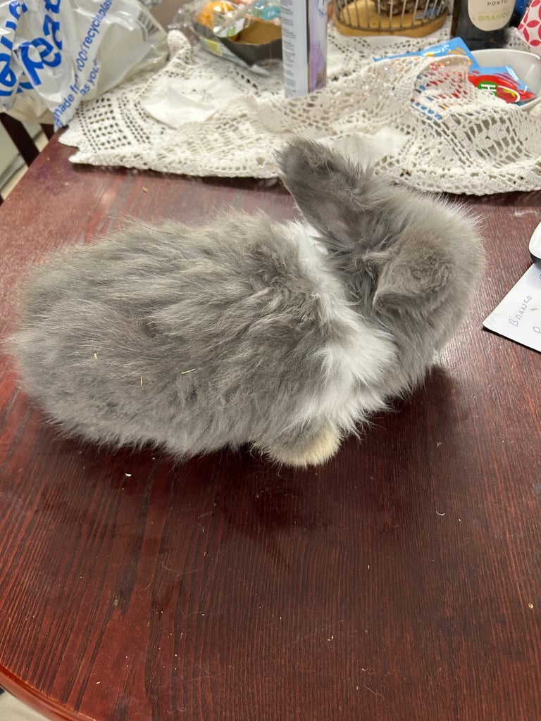 ANGORA bunnies 