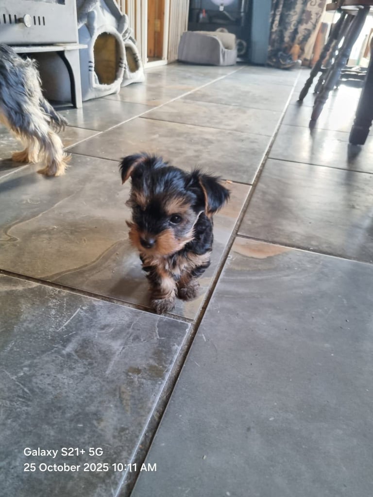 Yorkshire terrier pups 