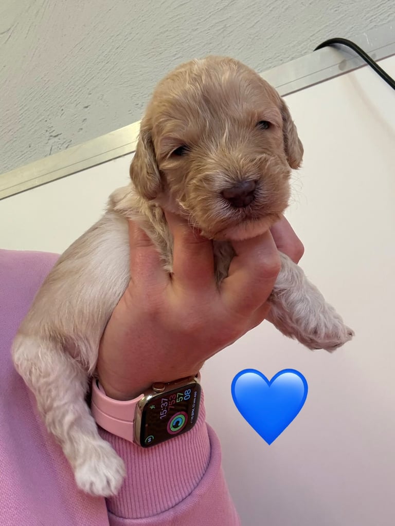 Sproodle Puppies - 2 boys & 2 girls 